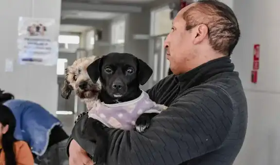 ¡Atención dueños de mascotas! Municipalidad de Los Olivos lanza campaña veterinaria gratuita para perros y gatos este viernes 6 de febrero