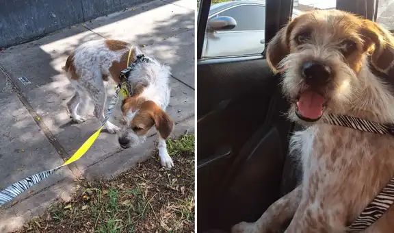 Encuentran perrito adulto en Lince y piden apoyo para reunirlo con su familia o conseguir adopción temporal