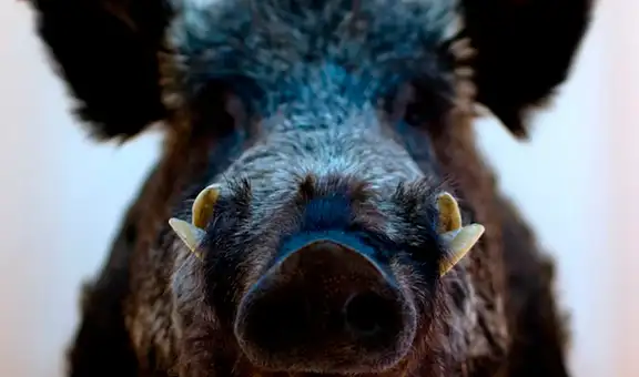 Un accidente nuclear de hace 15 años dejó una ciudad sin personas, pero los jabalíes tomaron las calles y algo inesperado ocurrió con su genética