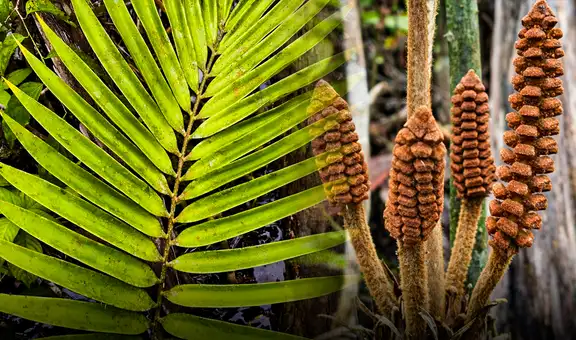 Científicos descubren en Perú una nueva especie de planta de la era de los dinosaurios: vive en ambientes inundables del Amazonas
