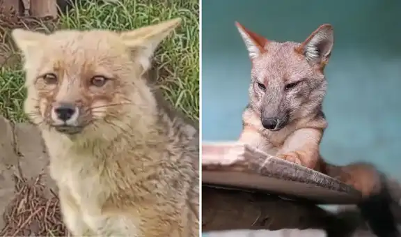 Run Run y sus cuatro crías se convierten en la gran sensación de la Granja Porcón en Cajamarca y atraen a numerosos visitantes