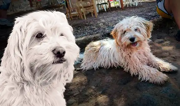 Chaku cusqueño, el perro protector de los Andes, busca ser reconocido como nueva raza oficial del Perú: "Es de trabajo y muy valeroso"