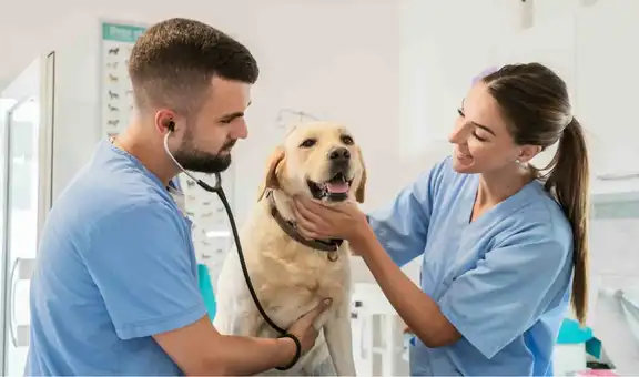 Municipalidad de Lima organiza campaña veterinaria gratuita: revisa dónde y cuándo podrás atender a tus mascotas