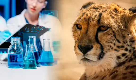 Científicos extraen ADN de guepardos momificados y revelan un hallazgo que cambia lo que el mundo sabía sobre esta especie