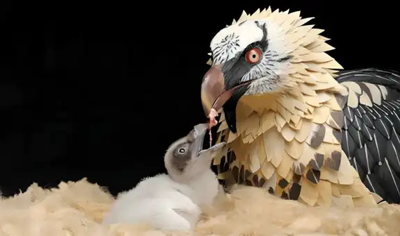 Sorpresa en la comunidad científica: nace la primera cría en libertad de un animal desaparecido de su hábitat tras más de 100 años