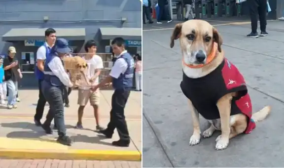 ATU retira a perros de la estación Naranjal del Metropolitano en jaulas sin avisar a voluntarios: "No sabemos dónde están"