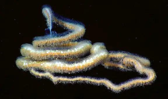 Este animal posee el organismo más grande de la Tierra y superaría el récord de las ballenas: sus tentáculos atraen a las presas