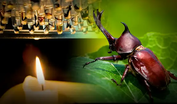 Un desafío para la biodiversidad: El Amazonas enfrenta el peligro de perder la mitad de sus insectos por el estrés térmico