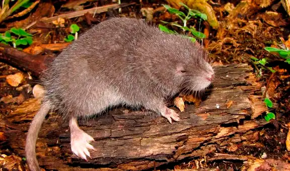 Científicos descubren una nueva especie de ratón semiacuático en las montañas de los andes del Perú