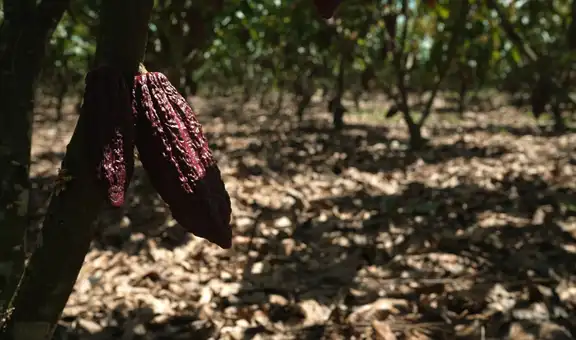 Ni México ni Perú: conoce el país de Sudamérica donde nació el cacao, según estudio