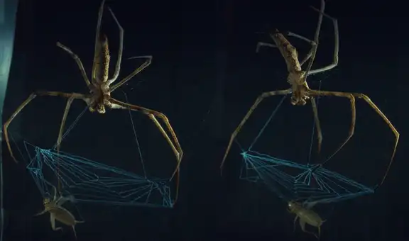 El secreto de la araña tejedora: estudio revela cómo la telaraña cambia de estructura para capturar presas sin romperse