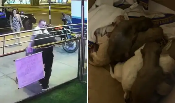 Hombre agrede brutalmente a veterinario que lo confrontó por abandonar ocho cachorros en Surco