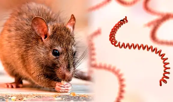 Minsa confirma 3 fallecidos y 841 casos de contagios a nivel nacional por leptospirosis: "Una enfermedad cíclica"