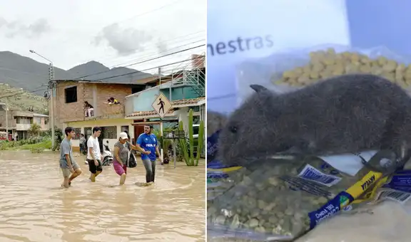 Incrementan casos por leptospirosis en plena temporada de lluvias: muertos se triplican y se confirma el primer fallecido en Lima