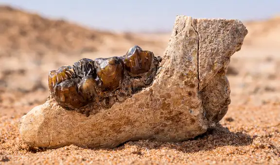 Un fósil reescribe la historia: científicos descubren un hueso en Egipto que redefine el origen de los simios que hoy conocemos