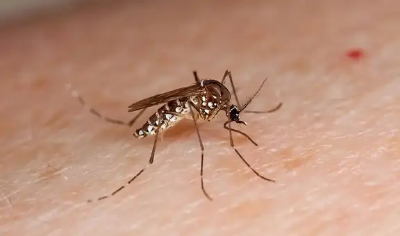 Los mosquitos encuentran a las personas basándose en dos señales, según un estudio: el color oscuro y la concentración de dióxido de carbono