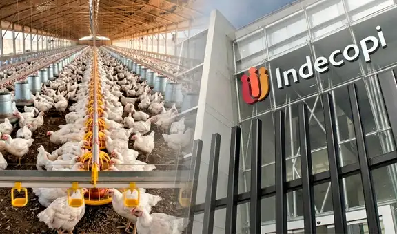 Indecopi abre proceso sancionador contra cinco avícolas por presunto acuerdo de precios del pollo: ¿Cuáles son?