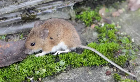 Los ratones de laboratorio liberados en la naturaleza revelan las limitaciones de la investigación científica