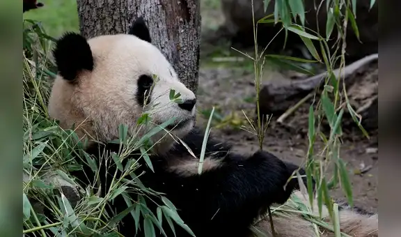 ¿Sabías que todos los pandas del mundo pertenecen a China? Solo México es dueño de uno