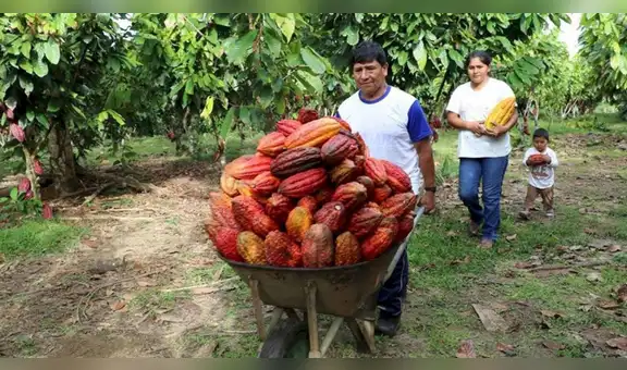 Ni México ni Perú: conoce el país de Sudamérica donde nació el cacao, según estudio
