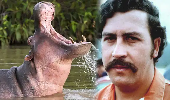 Colombia autoriza eutanasia de hipopótamos de Pablo Escobar para frenar una grave crisis ambiental