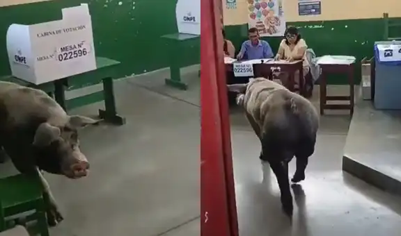“No quería pagar multa”: cerdo invade centro de votación en Ica y se vuelve viral en Elecciones 2026