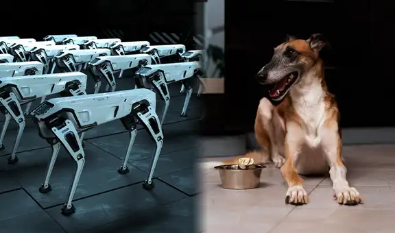 ¿Cómo los perros están ayudando a los robots a entender los gestos y el lenguaje humano?