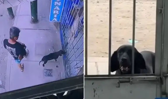 Perrito callejero enfermo conmueve al llegar solo a veterinaria de San Juan de Lurigancho para pedir ayuda