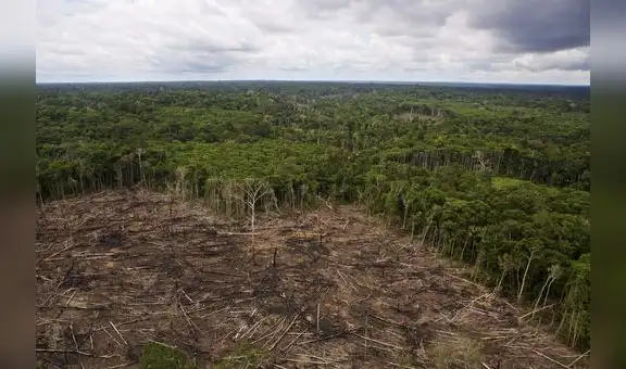 En Loreto, 2.441 hectáreas de bosque, con árboles y guacamayos esperan la ayuda del Estado