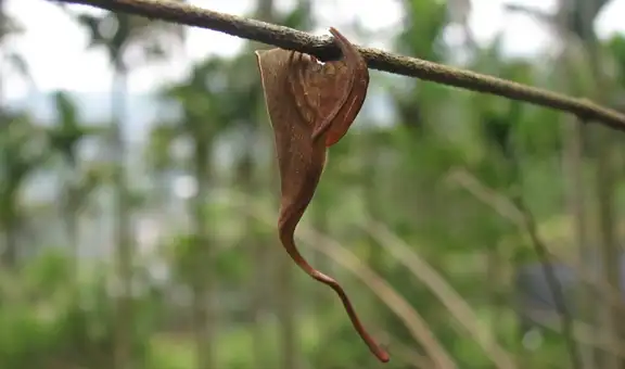 Biólogos quedan sorprendidos con increíble camuflaje de extraña araña: se transforma en una rama seca durante el día