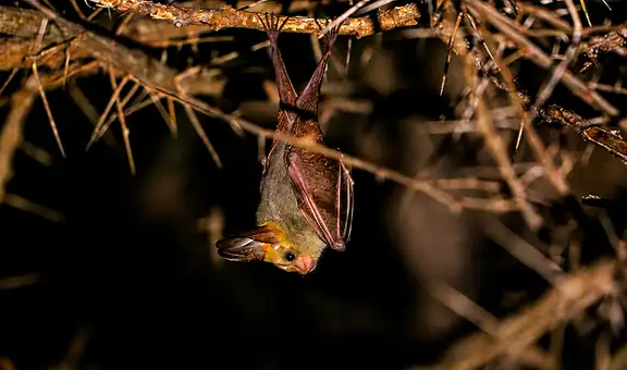 Científicos ingleses identifican en África un coronavirus de murciélago capaz de entrar en las células humanas