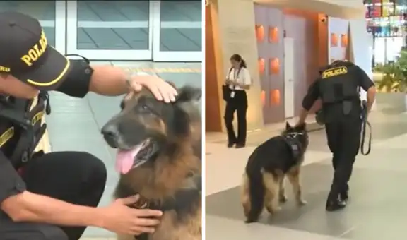 Bastian, el perro policía del aeropuerto Jorge Chávez, pasa al retiro tras 8 años de servicio: “Misión cumplida”