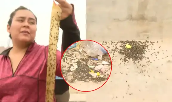 Alerta sanitaria en Carabayllo: Vecinos alertan plaga de moscas en sus casas por presencia de avícola en la zona