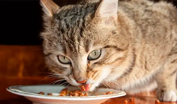 No es por estar llenos: científicos descubren por qué los gatos dejan de comer repentinamente