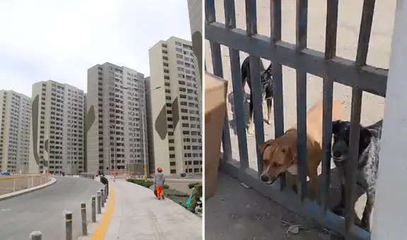 Animalistas denuncian abandono de perros en la Villa Panamericana de VES: duermen a la intemperie y sin comida