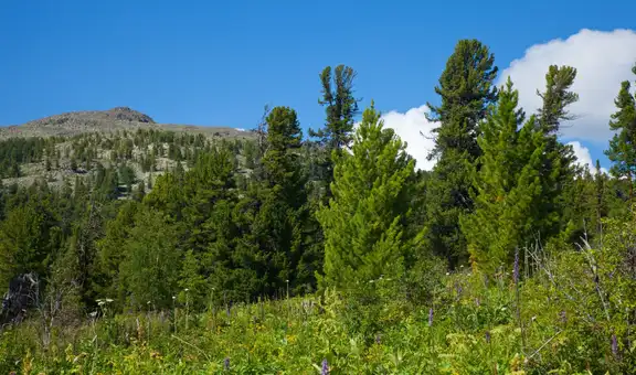 Este país en guerra lidera una revolución ambiental al plantar 10 mil millones de árboles en tiempo récord