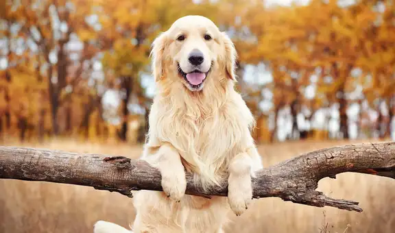 Los golden retriever esconden una sorpresa en su ADN: sus genes podrían ayudar a entender emociones humanas