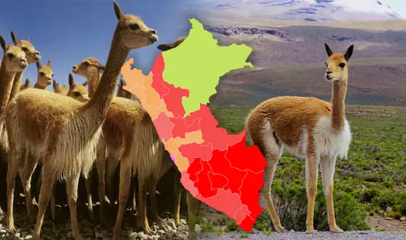 Esta región de la costa superó a Cusco y Ayacucho y será la 'nueva capital de la vicuña', según Serfor