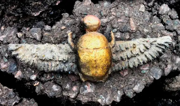 Arqueólogos descubren un escarabajo sagrado egipcio, pero enterrado a miles de kilómetros en España dentro de una tumba prerromana