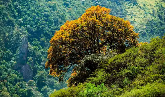 Científicos descubren un nuevo género de árbol gigante de 20 metros en los Andes, emparentado con las papas y tomates