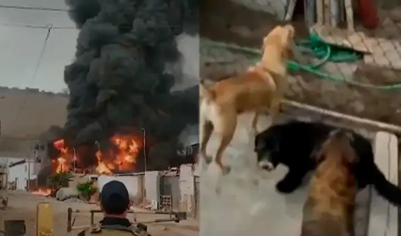 Enorme incendio consume almacén cerca de albergue de perros en Villa El Salvador