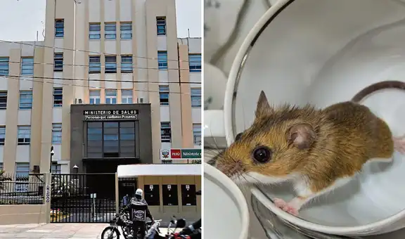 Hantavirus: Minsa confirma estado de alerta preventiva en aeropuertos y puertos tras brote de casos en crucero en Argentina