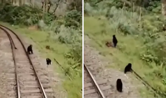 Familia de osos andinos es captada caminando en vía férrea a Machu Picchu: “Es su hábitat natural”