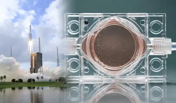 China lanza al espacio "embriones artificiales" para estudiar si los humanos pueden reproducirse fuera de la Tierra