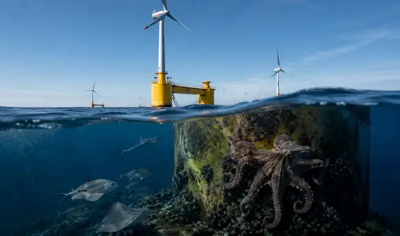 El hallazgo que asombra a científicos: parque eólico en Portugal se convierte en refugio para 270 especies marinas