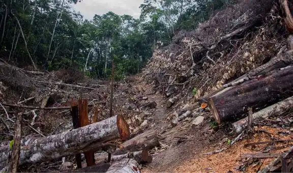 Investigadores de la UNI ganan financiamiento para IA que detectará tala ilegal en la Amazonía peruana