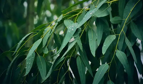 Científicos descubrieron que un árbol muy común en el paisaje puede extraer oro desde el suelo y llevarlo hasta sus hojas