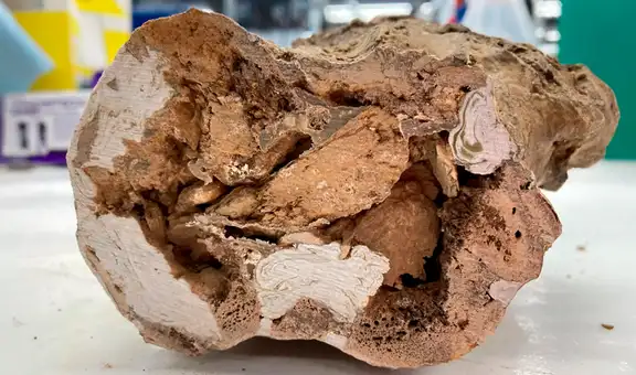 Los paleontólogos se conmocionaron por el descubrimiento de moléculas orgánicas en huesos de dinosaurios de 66 millones de años