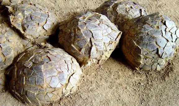 Descubren 100 huevos de dinosaurio en Francia de hace 70 millones de años: habrían sido puestos por un titanosaurio