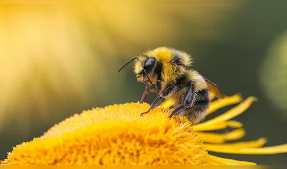 No se trata de una monarquía: las abejas obreras ayudan a decidir qué larva se convierte en reina
